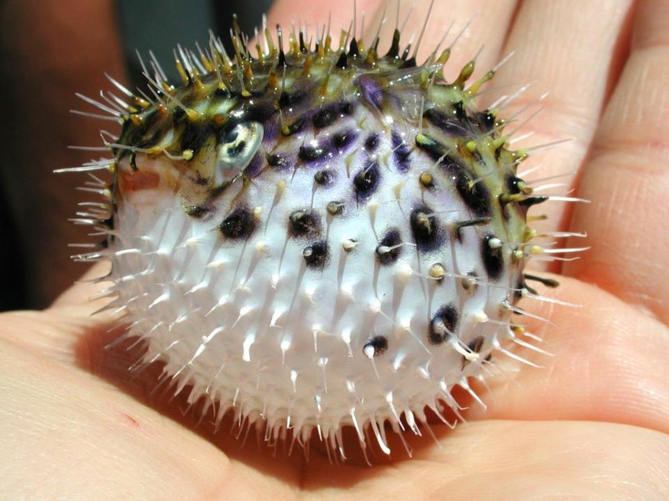 A hand holds an inflated pufferfish, which is puffed up into a spiky ball