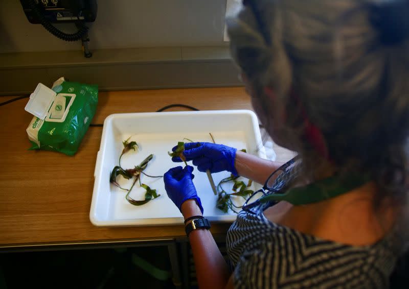 Lecturer in ecology at the University of Exeter, Dr. Kirsten Thompson manipulate seagrass gathered floating at the surface at the Saya de Malha Bank