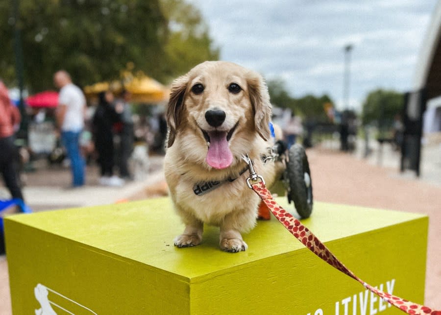 Teddy, a dachshund living in Austin, uses a wheelchair to get around after he was diagnosed with IVDD. (Courtesy @teddythedox)