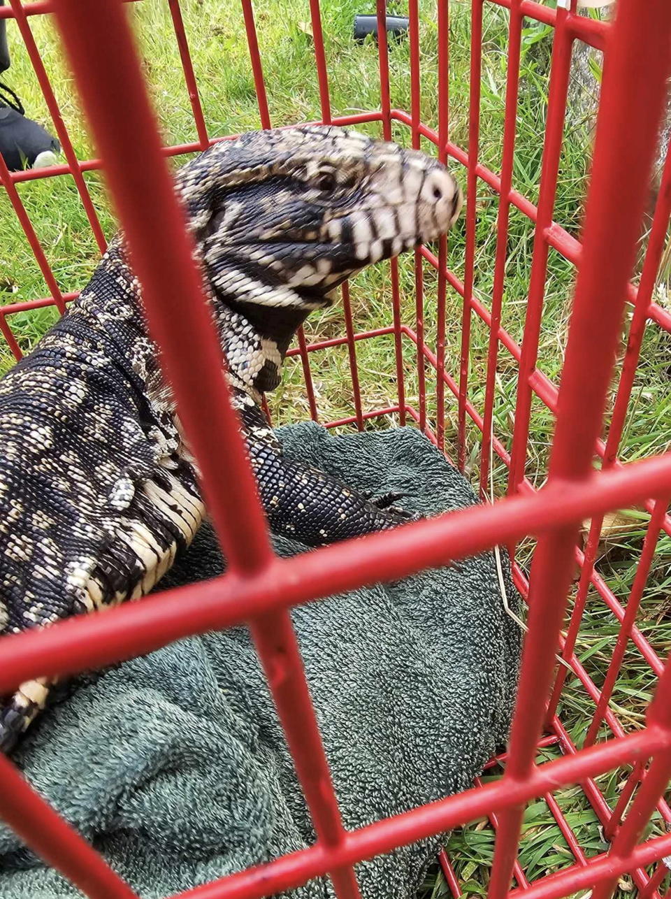 A large lizard that was rescued by the GSPCA in Castel, Guernsey on Friday evening (Aug 11).  See SWNS story SWMRlizard.  Steve Byrne GSPCA Manager said “We are currently trying to find the owner of the extremely large lizard and also trying to identify the exact species, which we believe is a tegu.  It is so big it is currently in a kennel as we don’t a vivarium large enough.  Being nearly 3 feet long it is certainly the largest reptile in our care.” 