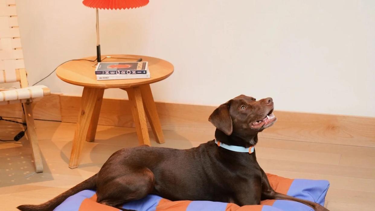 a dog lying on a blanket