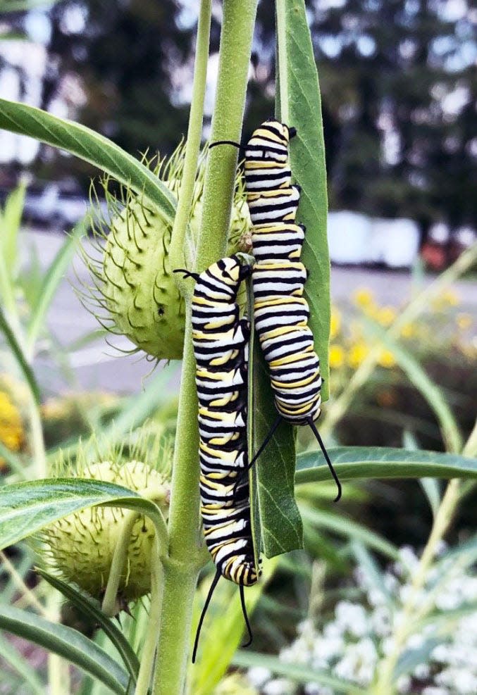 Monarch butterfly caterpillars on milkweed leaves in the flower garden of First Presbyterian Church of Oak Ridge.