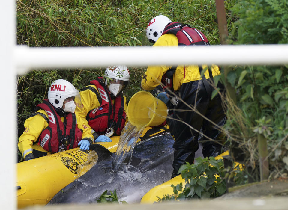 Lifeboat workers attempt to assist a stranded Minke whale on the River Thames near Teddington Lock, in London, Monday, May 10, 2021. A Port of London Authority spokesperson said a whale had never been seen this far up the Thames before, 95 miles from its mouth. The whale had been freed on Sunday after it became stuck at Richmond lock but has remained in the Thames. (Yui Mok/PA via AP)