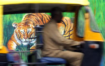 An Indian auto rickshaw driver passes a wall mural depicting a tiger in Bangalore.<br>AFP PHOTO/Dibyangshu Sarkar