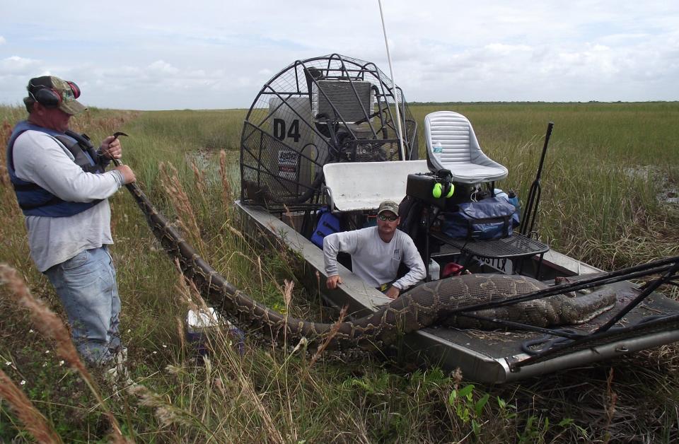 This Burmese python killed several years ago in the Everglades was nearly 16 feet long. It was found with a 76-pound deer inside and weighed 139 pounds without the deer inside of it. It weighed a collective 215 pounds when found.