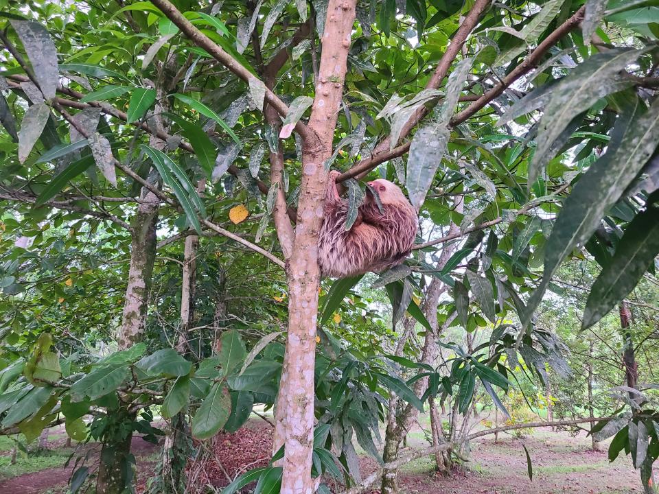 A sloth hanging from a tree in La Fortuna, Costa Rica