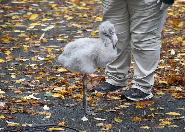 <p>Alaska Airlines</p> A photo of one of the flamingos Amber and her granddaughter met at the zoo.