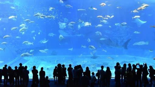 沖繩水族館。（圖／翻攝自pixabay）