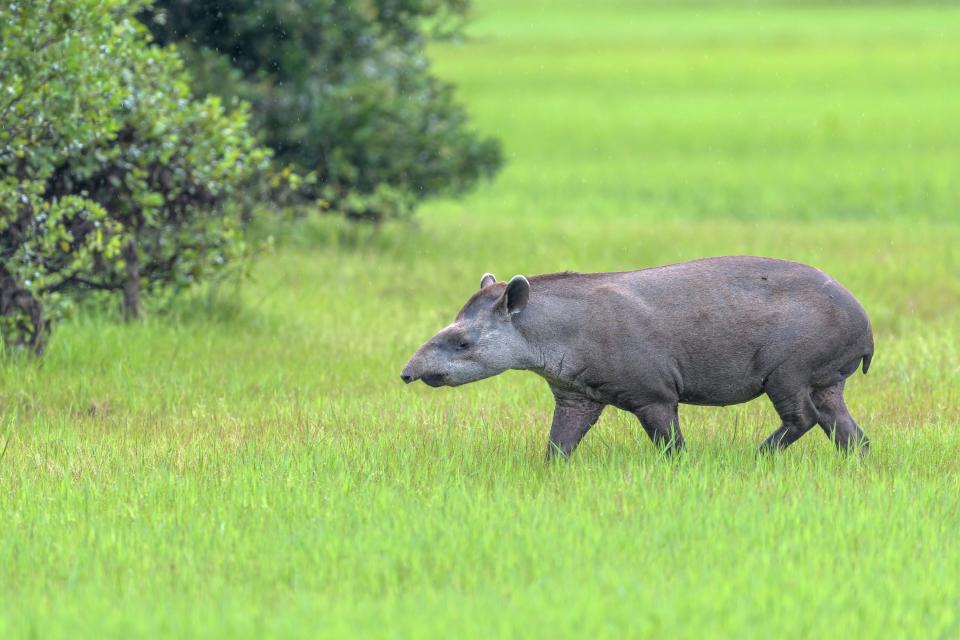 South American tapir, photographed in the Pantanal, is one of 240 mammals included in a research project called Zoonomia
