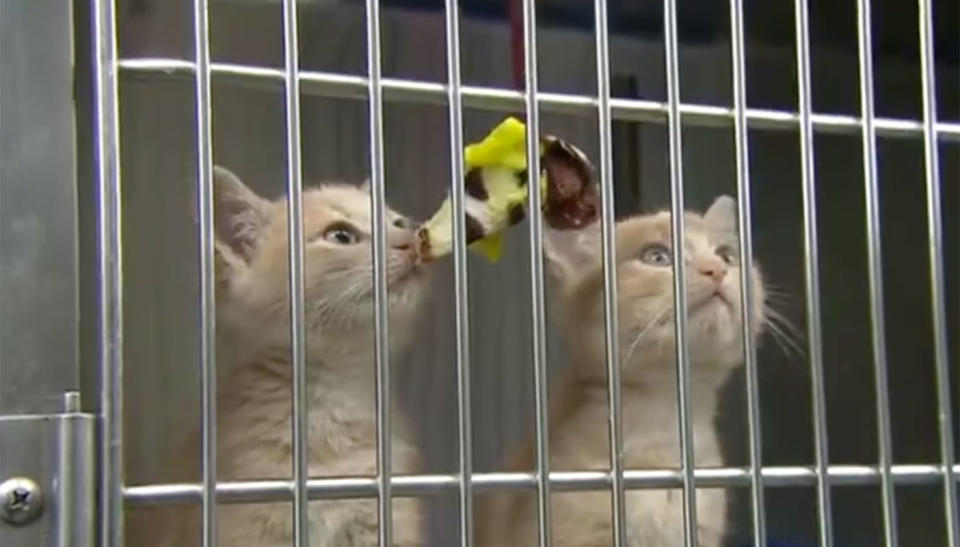 More than 100 cats are currently staying at the shelter. Source: 7 News