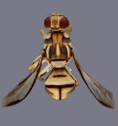 This image shows the Tau fruit fly. A 79-square-mile portion of Los Angeles County is under quarantine after more than 20 invasive Tau fruit flies have been found in the area.