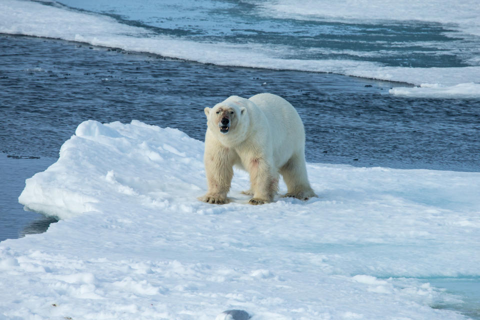 Polar bear walking on pack ice with reflection in the water. Copy- space.