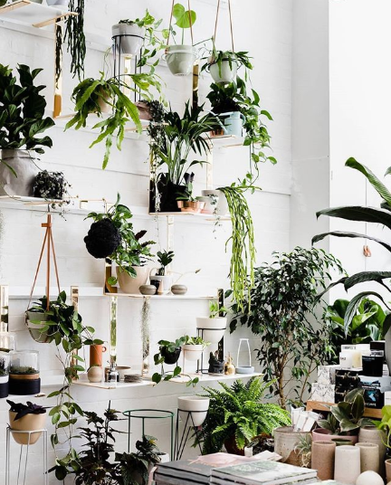 photo of lots of indoor plants