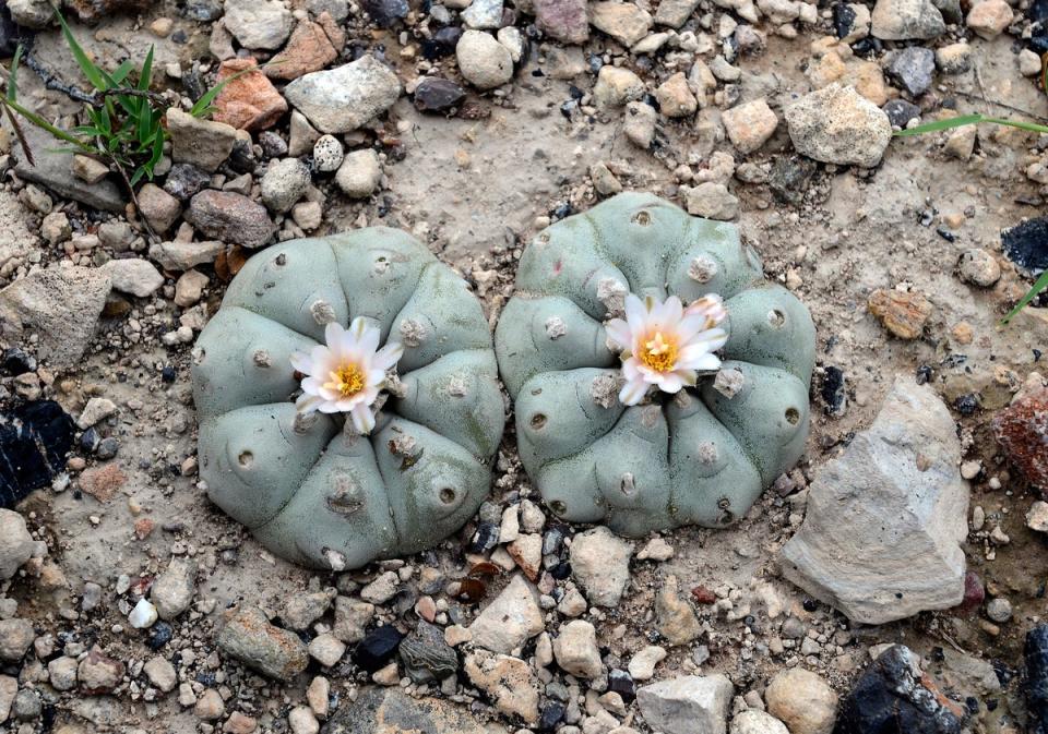 View of peyote cactus, which contains psychoactive properties such as mecaline, and has been used in indigenous communities for over 5,000 years. (AFP via Getty Images)