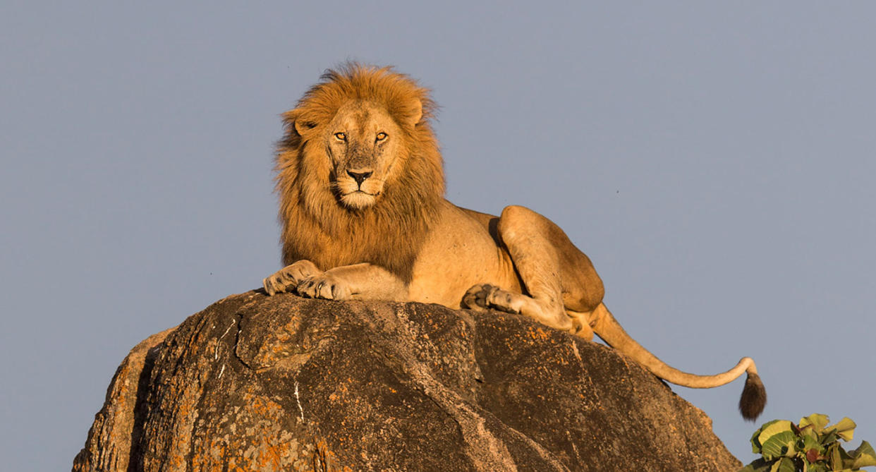 Un león en el Parque Nacional del Valle de Kidepo en Uganda (Foto: Will Burrard-Lucas / Caters News).
