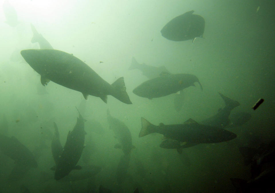 FILE - In this October 2008 file photo, Atlantic salmon swim in a pen in Eastport, Maine. Maine salmon growers last year doubled their output of the fish, as the industry continues its rebound in Maine. The last wild Atlantic salmon that return to U.S. rivers have had their most productive year in more than a decade. The salmon were once abundant in American rivers, but factors such as overfishing, loss of habitat and pollution reduced their populations to only a handful of rivers in Maine. The fish are protected by the Endangered Species Act, and sometimes only a few hundred of them return from the ocean to the rivers in a year. (AP Photo/Robert F. Bukaty and Jason Leighton, File)