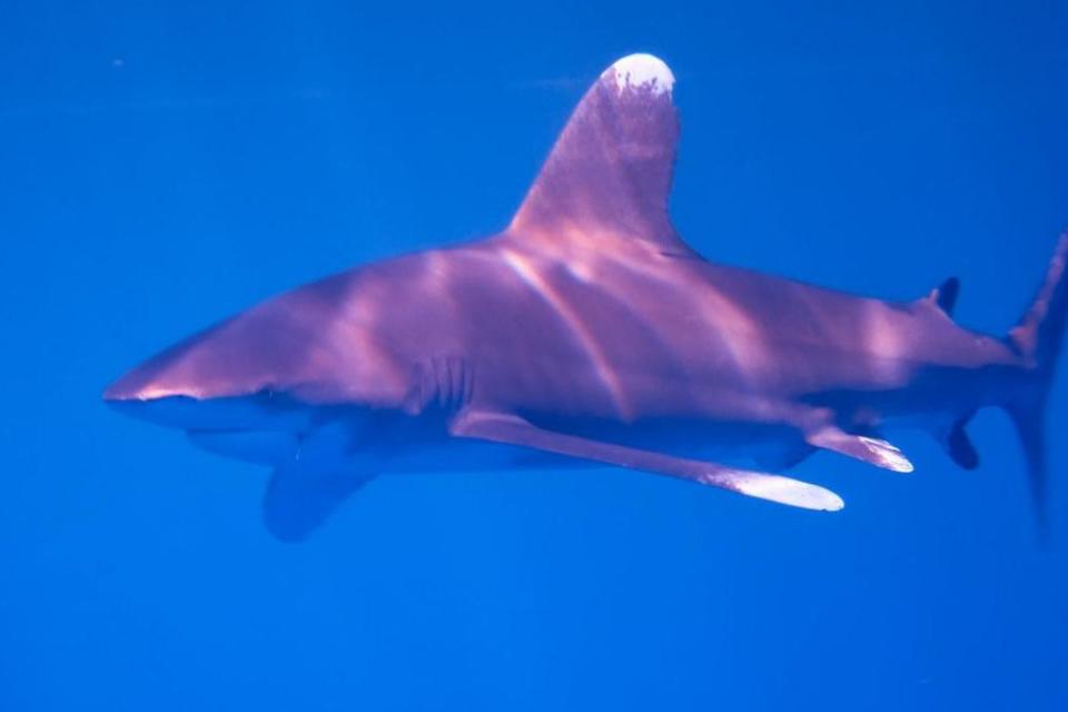 Preliminary investigations suggest the attack was carried out by an Oceanic Whitetip shark (Mohamed El-Gayar/Flickr)