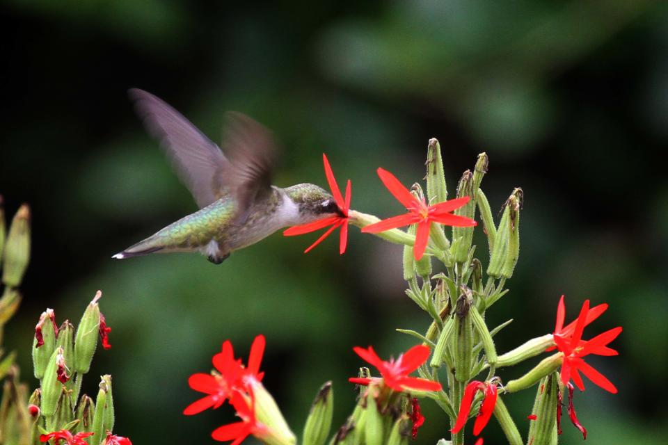 Listed as a threatened species by the Ohio Department of Natural Resources, the less commonly seen royal catchfly is one of the state's few red-flowered prairie plants. This nectary, star-shaped beauty is known for attracting ruby-throated hummingbirds and swallowtail butterflies.