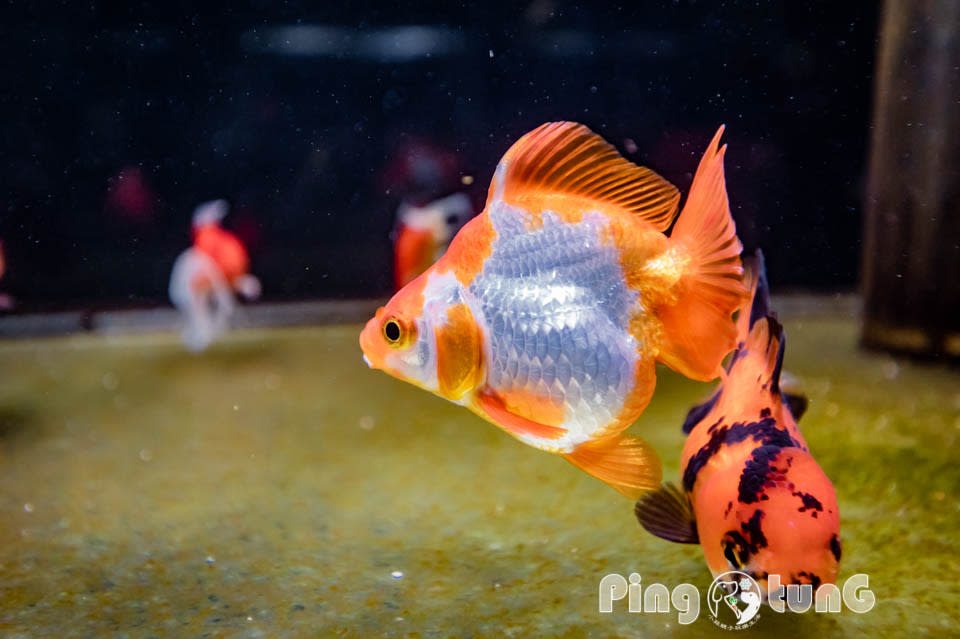 屏東農業科技園區觀賞水族展示廳