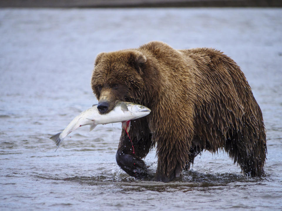 Ours brun côtier, également connu sous le nom de Grizzly, Ursus Arcos, avec un saumon argenté ou un saumon coho, Oncorhynchus kisutch, qu'il a attrapé. Cook Inlet. Centre-sud de l'Alaska. États-Unis d'Amérique. (Photo par : Education Images/Universal Images Group via Getty Images)