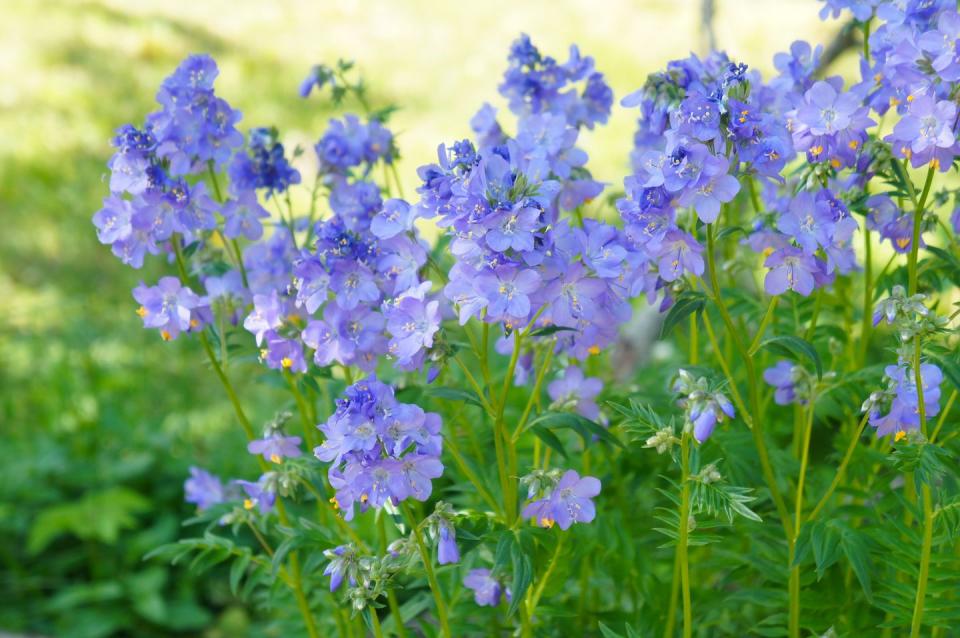 best shade perennials jacob's ladder