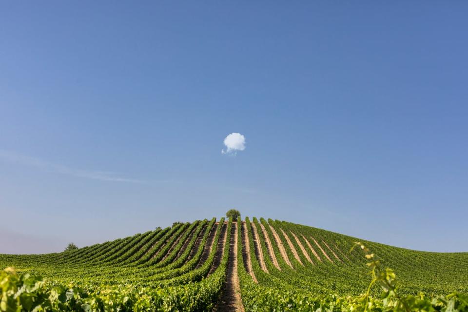 A curvaceous hillside in Rioja (Rioja)