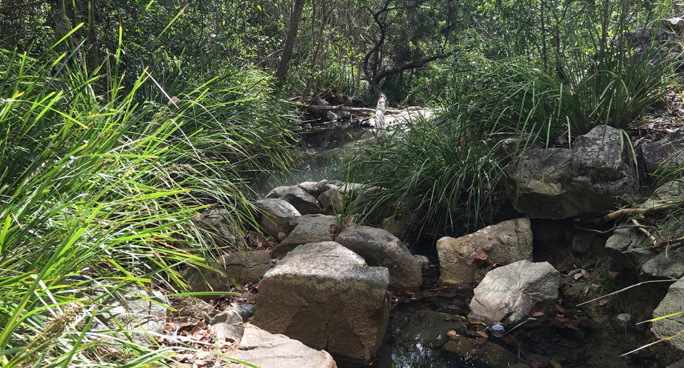 A file image of Mt Coot-tha's forest. Source: Getty/file