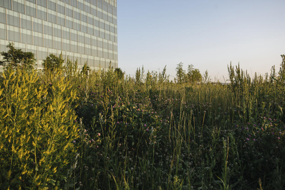 Un prado de flores y plantas endémicas al atardecer en la sede de Air Products en Allentown, Pensilvania, el 31 de mayo de 2023. (Michelle Gustafson/The New York Times).