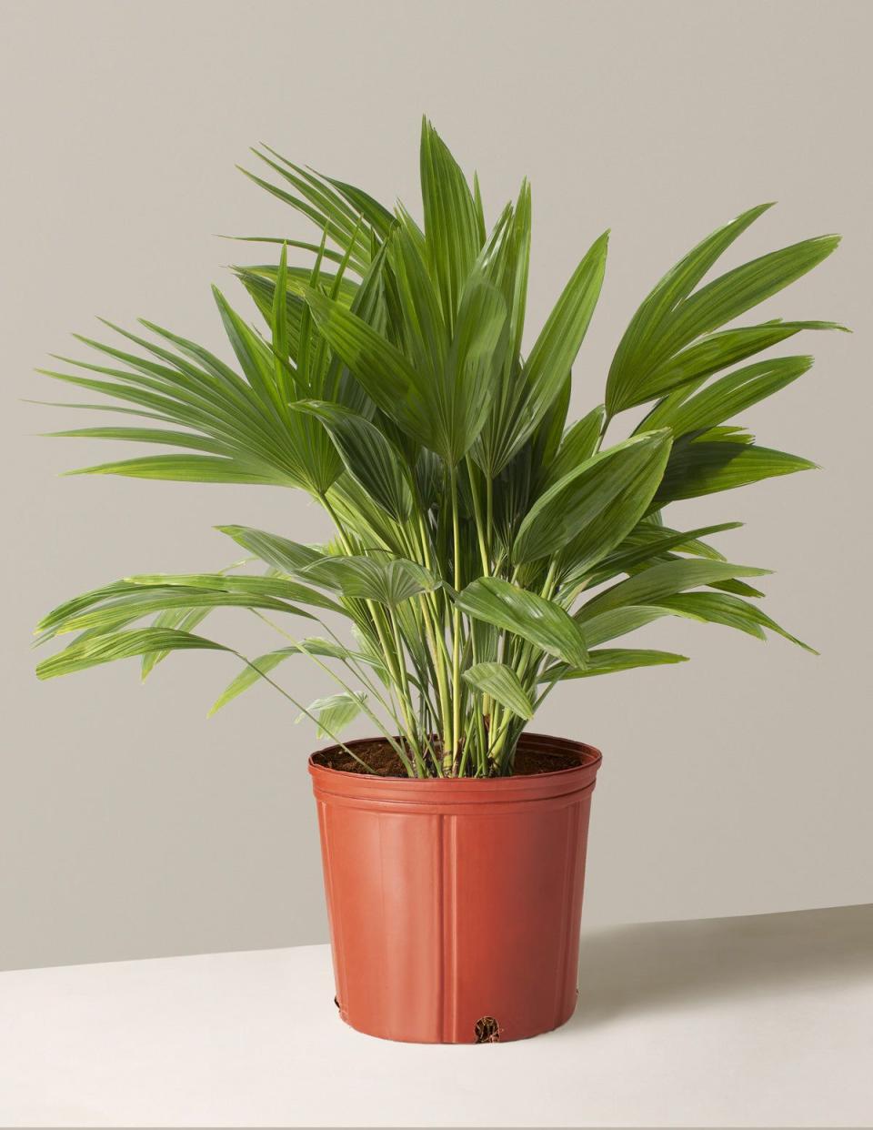 9) Large Fan Palm