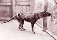 <p>The Thylacine, a carnivore also referred to as the Tasmanian tiger and Tasmanian wolf, was a (mostly) nocturnal marsupial that preyed on rodents and kangaroos.</p><p>Although Thylacine's looked fierce, they were actually quite timid and, according to <em>Live Science</em>, "<a href="https://www.livescience.com/58753-tasmanian-tiger-facts.html" rel="nofollow noopener" target="_blank" data-ylk="slk:could be captured without a fight;elm:context_link;itc:0;sec:content-canvas" class="link ">could be captured without a fight</a>." Reports of Thylacine sightings have been so frequent in the past century that it <a href="https://www.livescience.com/58483-search-for-extinct-tasmanian-tiger.html" rel="nofollow noopener" target="_blank" data-ylk="slk:sparked an investigation;elm:context_link;itc:0;sec:content-canvas" class="link ">sparked an investigation</a> as to the status of their existence.</p><p><strong>Cause of Extinction:</strong> it is believed that Dingo populations threatened the Thylacine into extinction in addition to over-hunting from humans.</p>