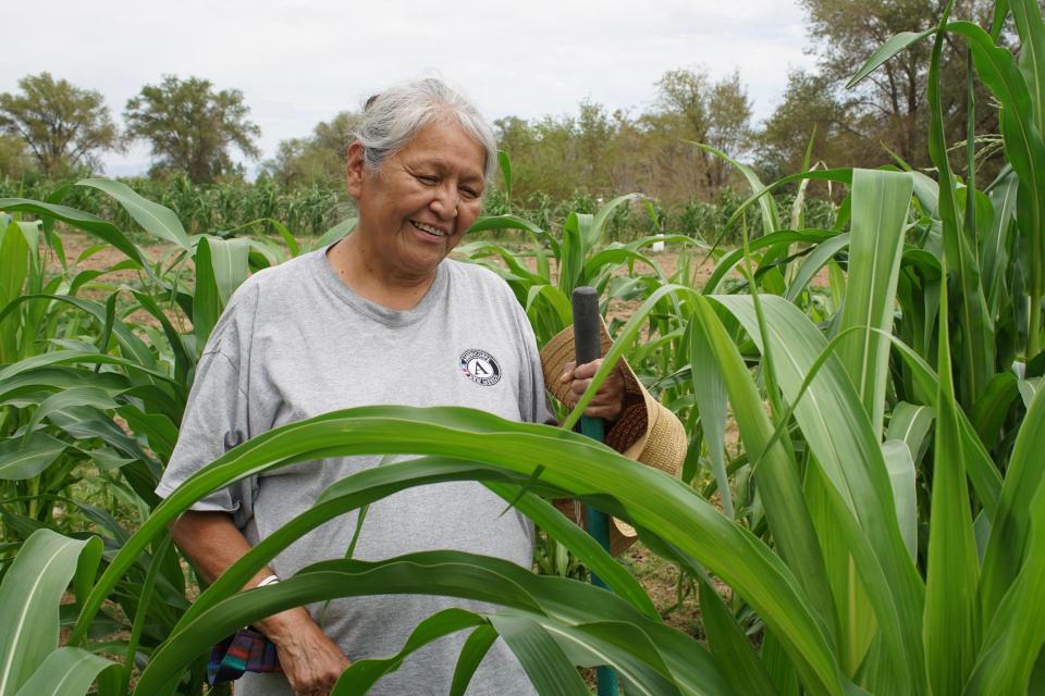 Natalie Tome-Beyale tends to the corn on her Shiprock farmland.