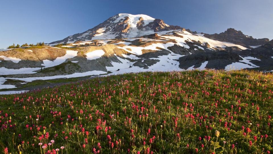 PHOTO: Blossoming wildflowers in a meadow and Mount Hood with snow, Mount Rainier National Park. Paradise, WA. (Craig Tuttle/Universal Images Group via Getty Images)