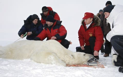 Vladimir Putin measures a tranquilised polar bear in Franz Josef Land in 2010 - Credit: Alexey Nikolsky/AFP