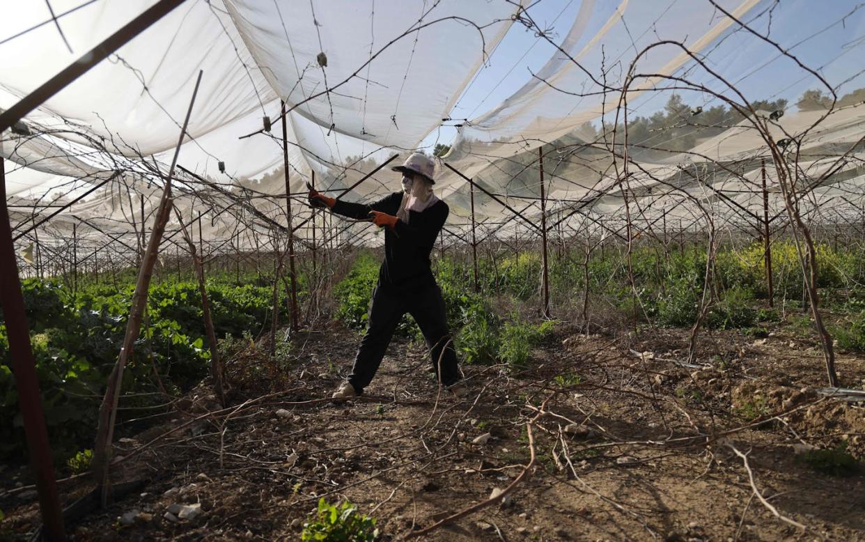 A Thai foreign worker tends to an agriculture field in Beersheba, Israel. <a href="https://www.gettyimages.de/detail/nachrichtenfoto/thai-foreign-worker-tends-to-an-agriculture-field-near-nachrichtenfoto/1231752520?adppopup=true" rel="nofollow noopener" target="_blank" data-ylk="slk:Emmanuel Dunand/AFP via Getty Images);elm:context_link;itc:0;sec:content-canvas" class="link ">Emmanuel Dunand/AFP via Getty Images)</a>