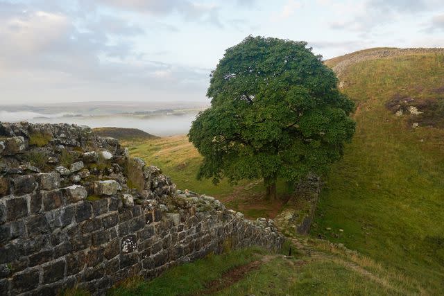 <p>Ian Forsyth/Getty </p> The Sycamore Gap tree before its felling