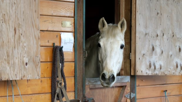 Maryse Zeidler/CBC