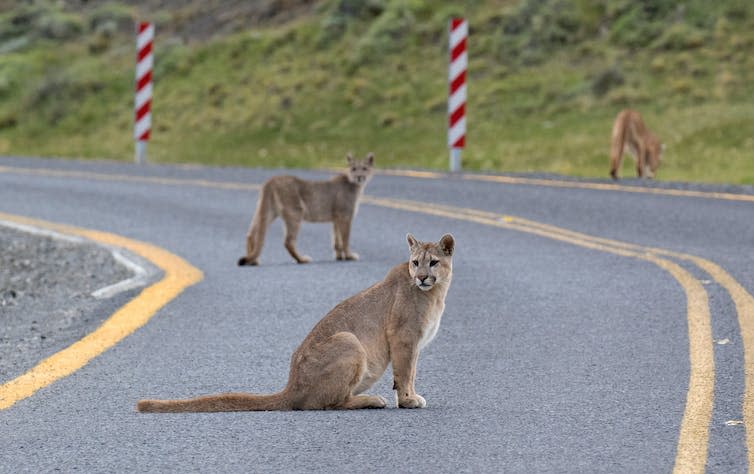 Three cougars crossing a road.