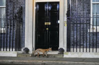 A fox walks past 10 Downing Street in London, Tuesday, Oct. 25, 2022. Former Treasury chief Rishi Sunak became Britain's first prime minister of color after being chosen Monday to lead a governing Conservative Party desperate for a safe pair of hands to guide the country through economic and political turbulence. (AP Photo/Kin Cheung)