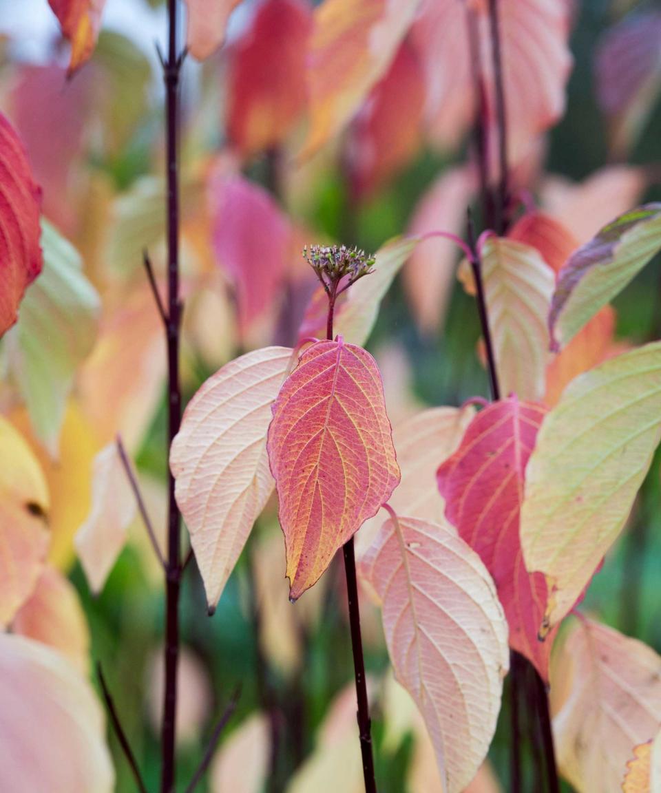 red twig dogwood in autumn