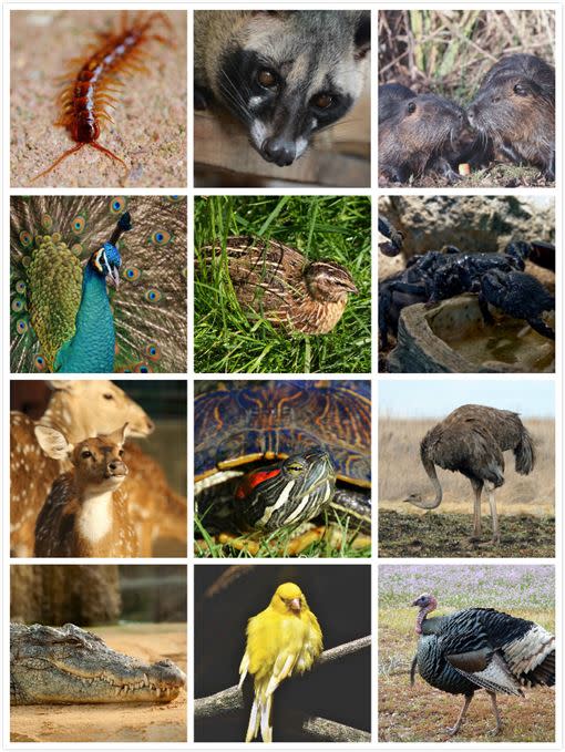 中國頒布野味禁食令，所有陸生野生動物都不能吃，但家畜家禽類除外。（圖／Pixabay）