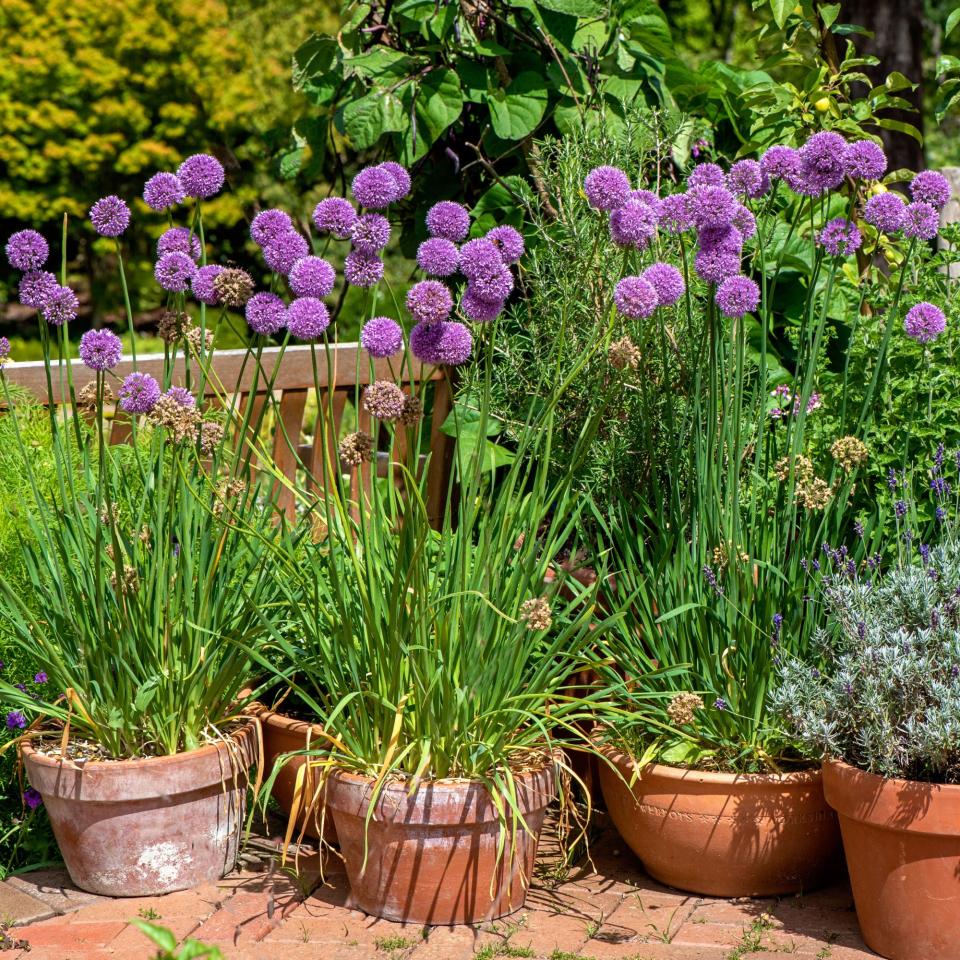 Flowering alliums growing in pots