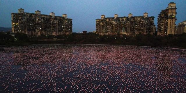 Thousands of Flamingos Flock to Mumbai Amid Lockdown, Creating a