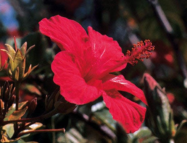 El hibisco: descubre sus características, propiedades y cómo cuidar sus  bellas flores