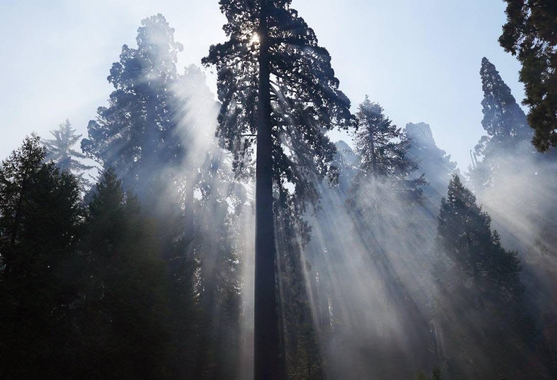 A large, unscathed giant sequoia looms over the Redwood Canyon loop trailhead’s dirt parking lot as smoke from the KNP Complex Fire drifts through the forest, seen during a media tour of Redwood Canyon on Oct. 15 in Kings Canyon National Park. ERIC PAUL ZAMORA/ezamora@fresnobee.com