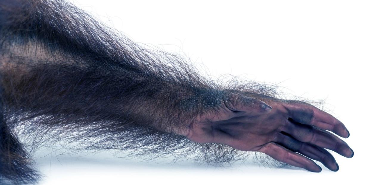 close up of a young bornean orangutan's arm, pongo pygmaeus, 18 months old, isolated on white