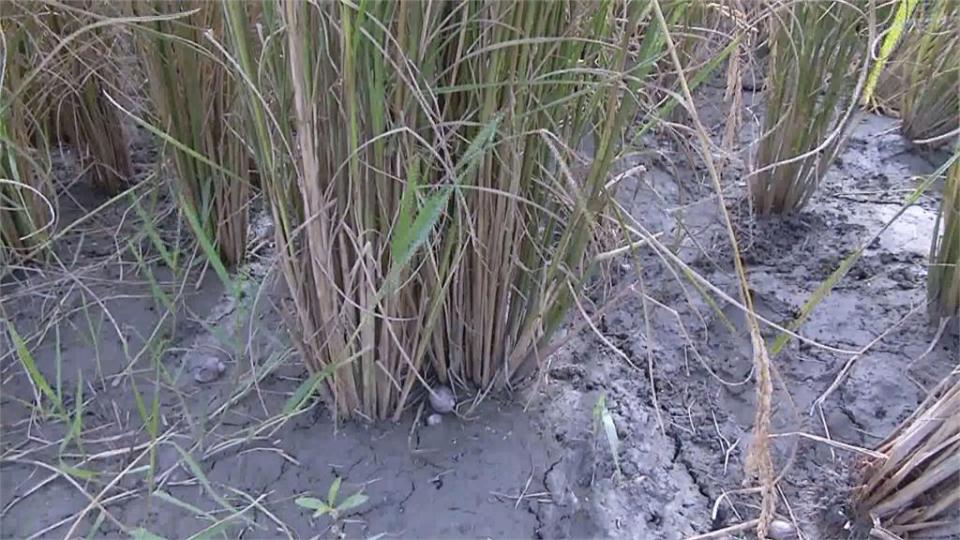 台東關山稻米無故枯死　殼內無米變「空包彈」