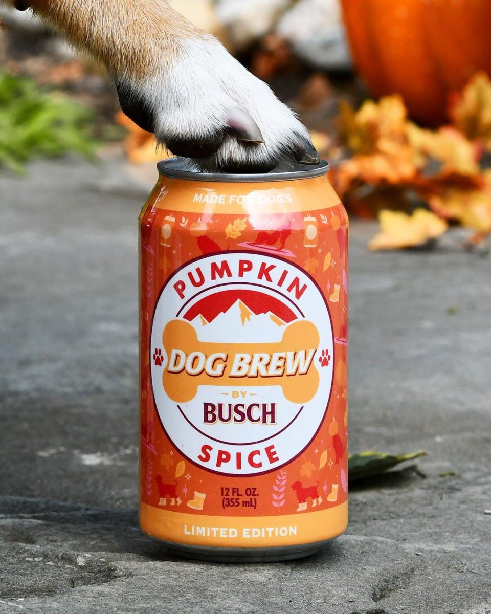 Busch has announced a new Pumpkin Spice Dog Brew, which contains pumpkin, cinnamon, ginger, turmeric and water. Four-packs are available for $15.