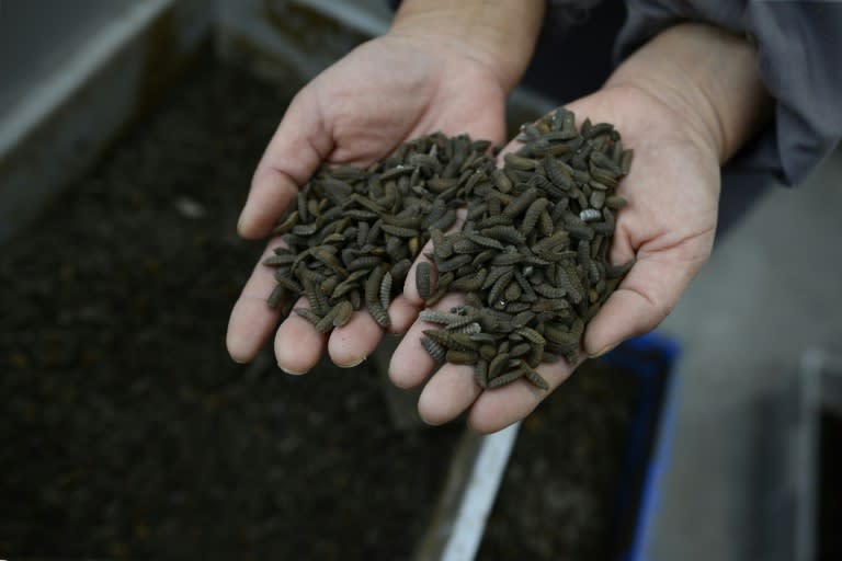 The larvae of black soldier flies, which are native to the Americas, can devour double their weight of garbage every day. They are being used in China, to combat food waste