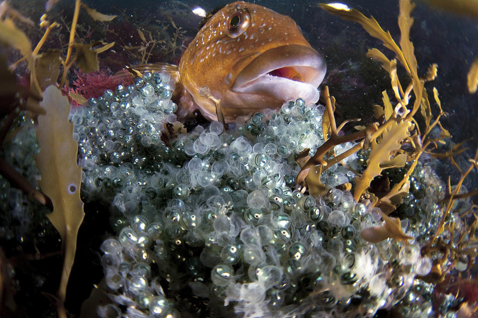 Greenling brooding eggs