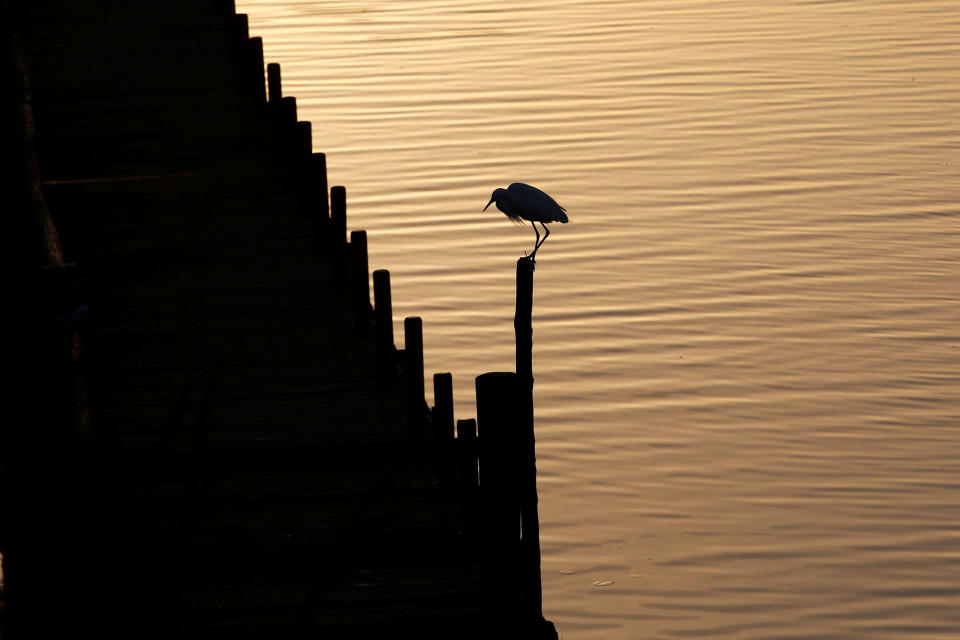 A heron in Tel Aviv